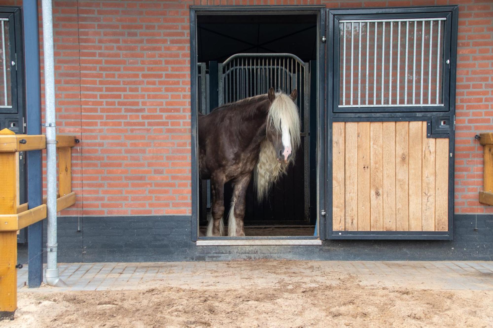 Magnolia Hoeve - Unieke Bestemming Voor Paardenliefhebbers En Bijzondere Overnachtingen In De Natuur Ledeacker Екстер'єр фото